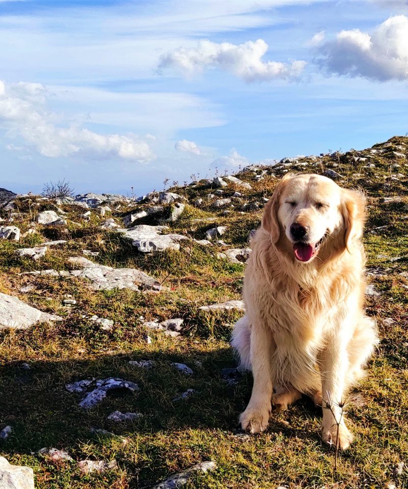 Obtener resultados SEO al buscar "senderismo con perros Asturias" en Google