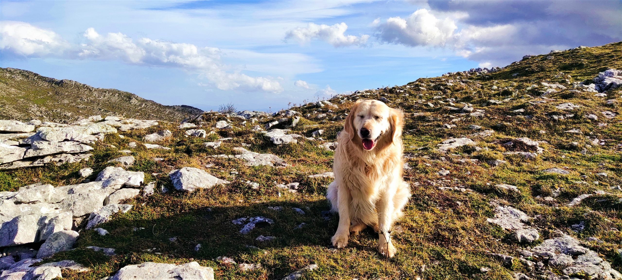 Obtener resultados SEO al buscar "senderismo con perros Asturias" en Google